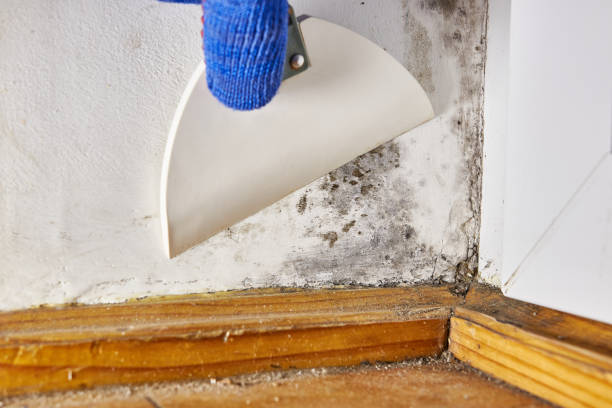 Best Emergency Mold Remediation  in Eaton, OH