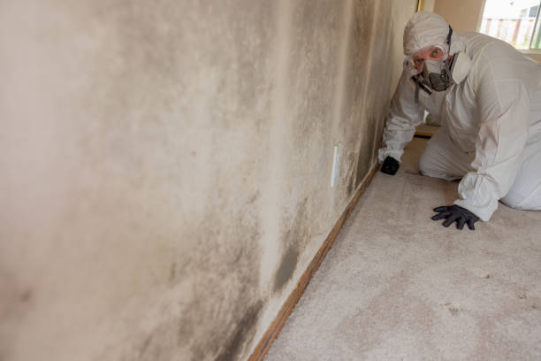 Best Mold Damage Restoration  in Eaton, OH